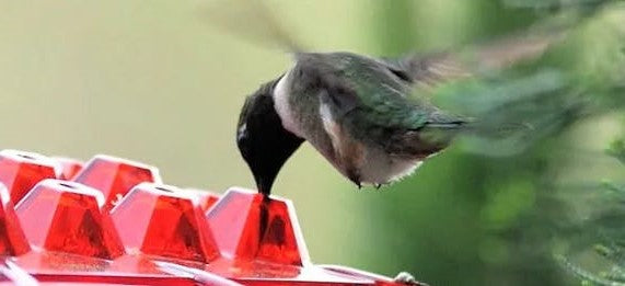 Mary's Feeders™ Ant Proof Hummingbird Feeder - Attract More Birds with Nectar 1