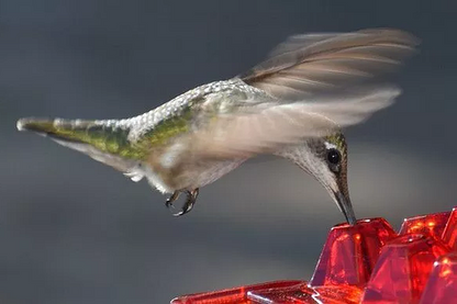 Mary's Feeders™ Ant Proof Hummingbird Feeder - Attract More Birds with Nectar 3