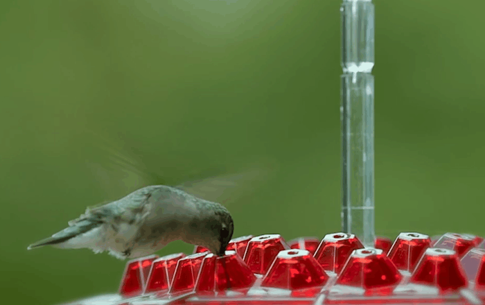 Mary's Feeders™ Ant Proof Hummingbird Feeder - Attract More Birds with Nectar 6
