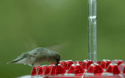 Mary's Feeders™ Ant Proof Hummingbird Feeder - Attract More Birds with Nectar 6